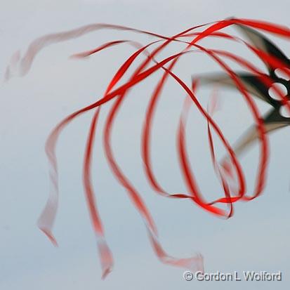 Blowing In The Wind_42108.jpg - Photographed along the Gulf coast on Mustang Island near Corpus Christi, Texas, USA.